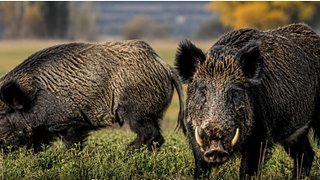 Invasión biológica: el avance del jabalí europeo que le cuesta al agro US$ 1.600 millones